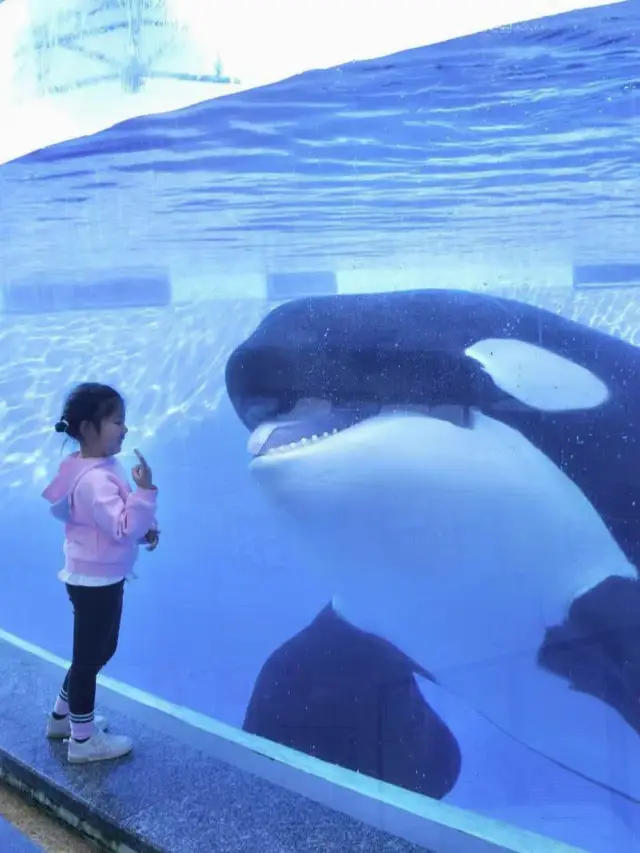 May Day's top choice for kids: Shanghai Haichang Ocean Park - Nanny-level guide