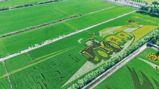 ドローンで可克達拉の田んぼアートを空撮、天然の稲が大きな地図模様を描く