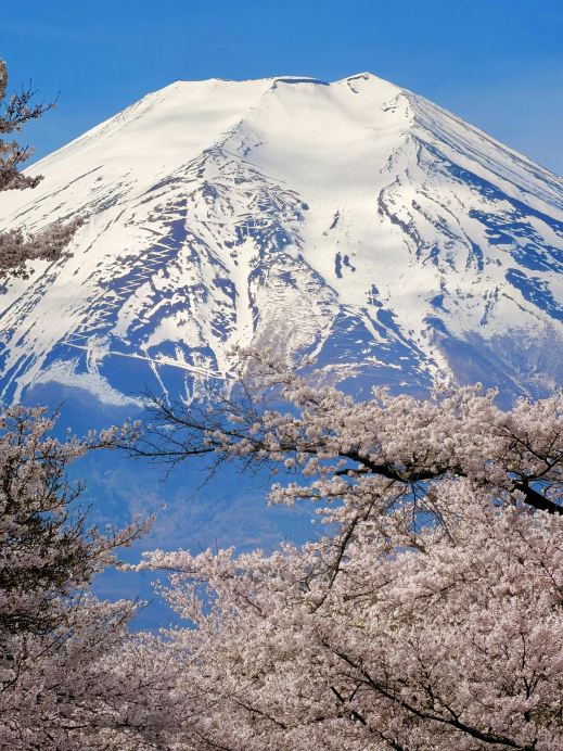 富士山の麓、河口湖や新倉山浅間公園では、桜の季節が徐々に終わりを