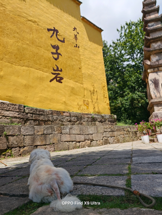 The ultimate destination for traveling with dogs! This small town in southern Anhui is pet-obsessed
