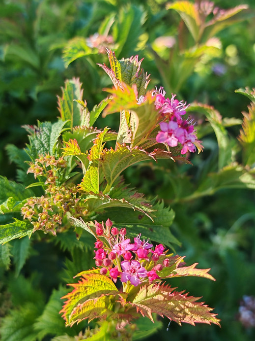 Pink Spirea at the National Botanical Garden | A gentle autumn