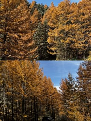 OMG! Autumn at Luya Mountain is absolutely stunning