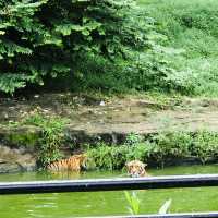 ZOO TAIPING 