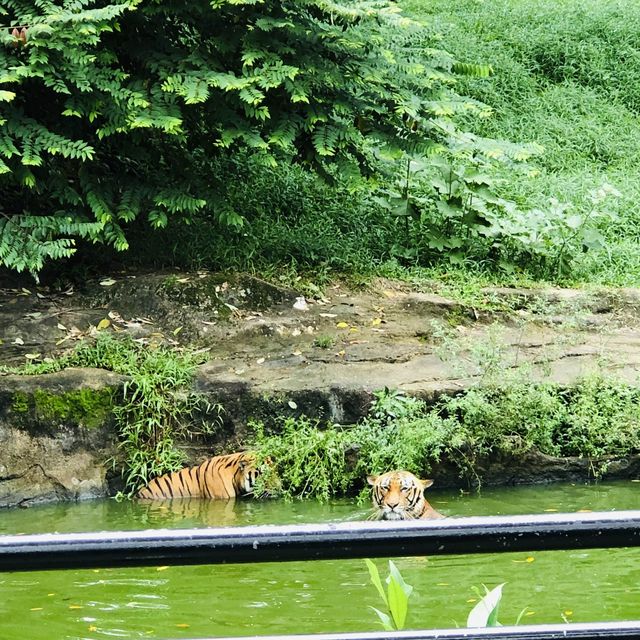 ZOO TAIPING 