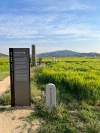 4월 경주가면 만날 수 있는 💚분황사 청보리밭💚