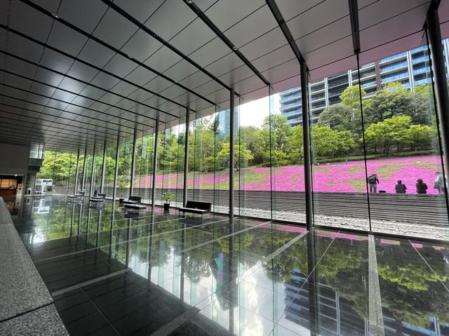 東京まだまだ桜満喫できるシバザクラ