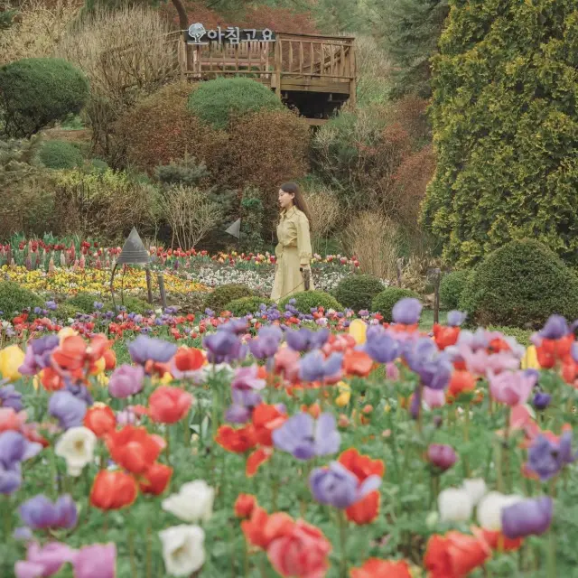 Gapyong, a peaceful morning botanical garden near Seoul, is a paradise of flowers