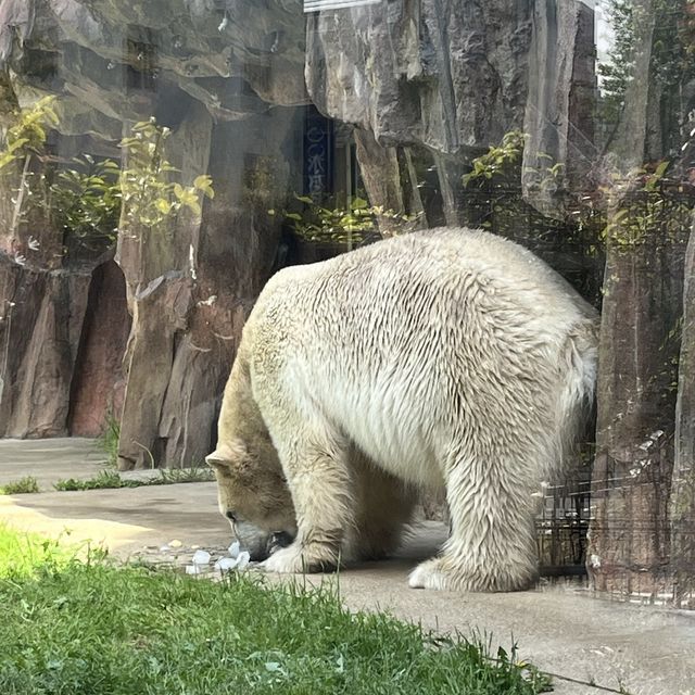 🦅🐙🐊意料之外玩了半天🦧上野動物園🐯🐼🐧