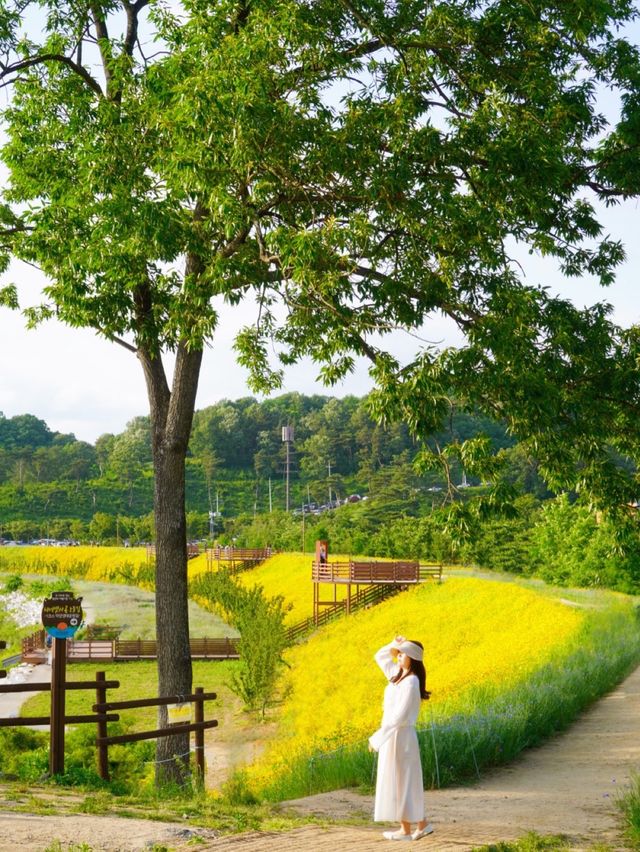 황금빛 금계국으로 만개한 함안 명소 🌼