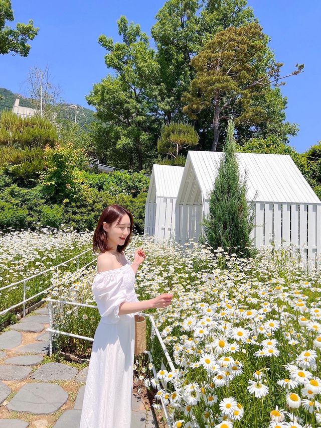 샤스타데이지는 강화 마호가니💛