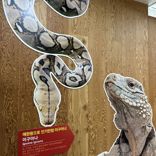 파충류를 만져 볼수 있는 영암 곤충박물관😄