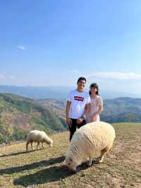 AKHA FARM ฟาร์มแกะฟาร์มใจ@CHIANG RAI