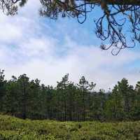 The 17-Mile Drive