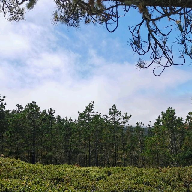 The 17-Mile Drive