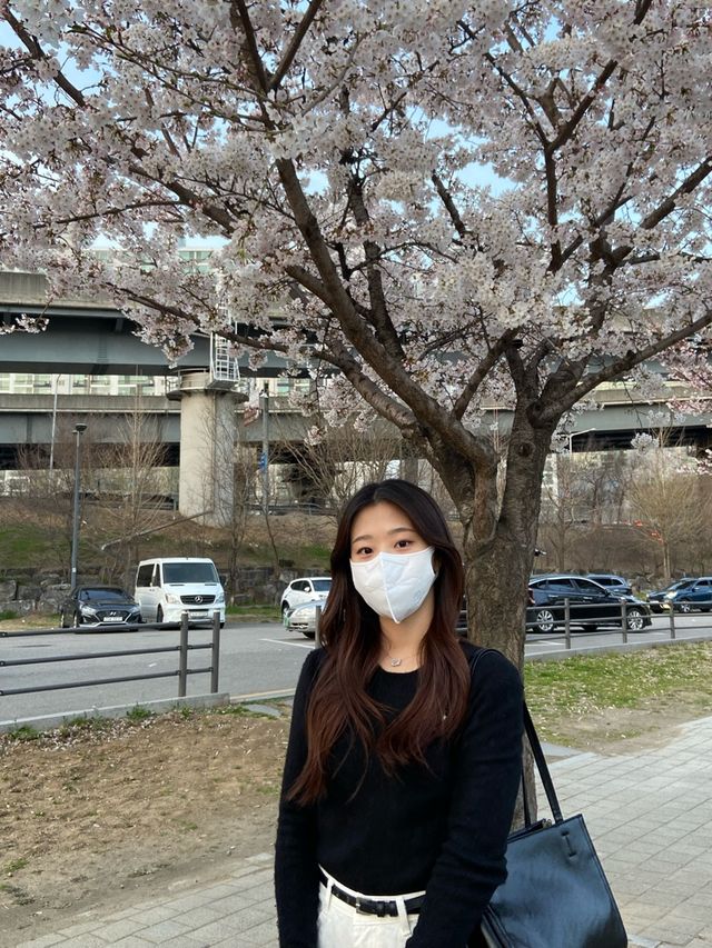 밤에도 벚꽃명소! •뚝섬 한강공원•🌸✨