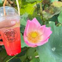 บึงบัว คาเฟ่ บรรยากาศ​ชิวๆ ริมบึงบัว 