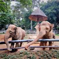 วัดกู่ดินขาว  สวนสัตว์เชียงใหม่