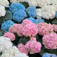 🌷ดอกทิวลิปบานแล้วที่ระยอง อยู่ในพื้นที่มาบตาพุด 