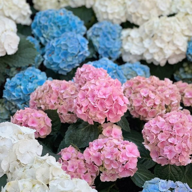 🌷ดอกทิวลิปบานแล้วที่ระยอง อยู่ในพื้นที่มาบตาพุด 