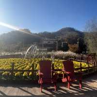 Dayang South Korea in Autumn