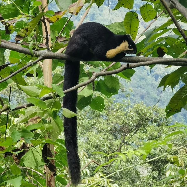 四草野生動物保護區 🐾🌿野生動物的奇妙世界 🦌🌳