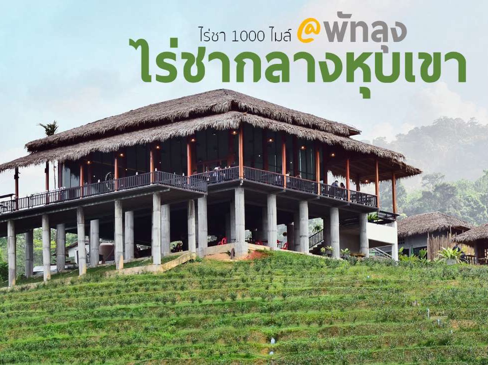 ไร่ชา 1000 mile พัทลุง | Trip.com อำเภอ กงหรา