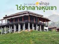 ไร่ชา 1000 mile พัทลุง