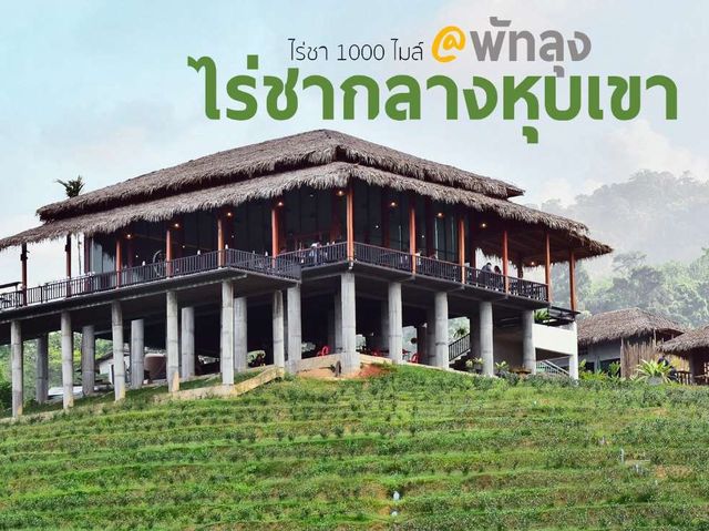 ไร่ชา 1000 mile พัทลุง