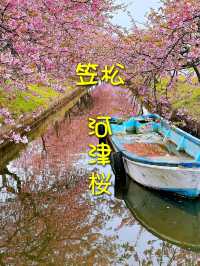 笠松河津桜ロード