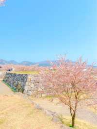 벚꽃 최애 스팟, 사천 선진리성🌸