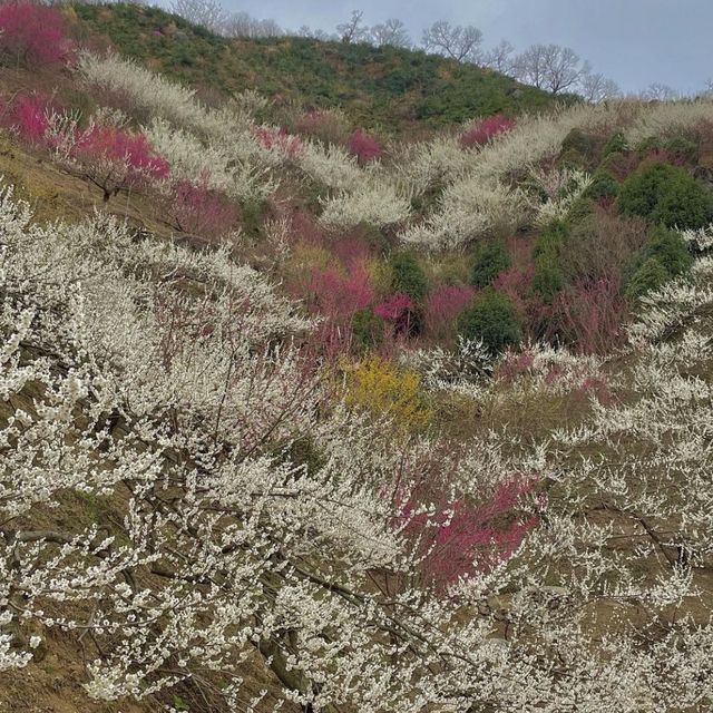매화축제 보러 떠난 광양 여행