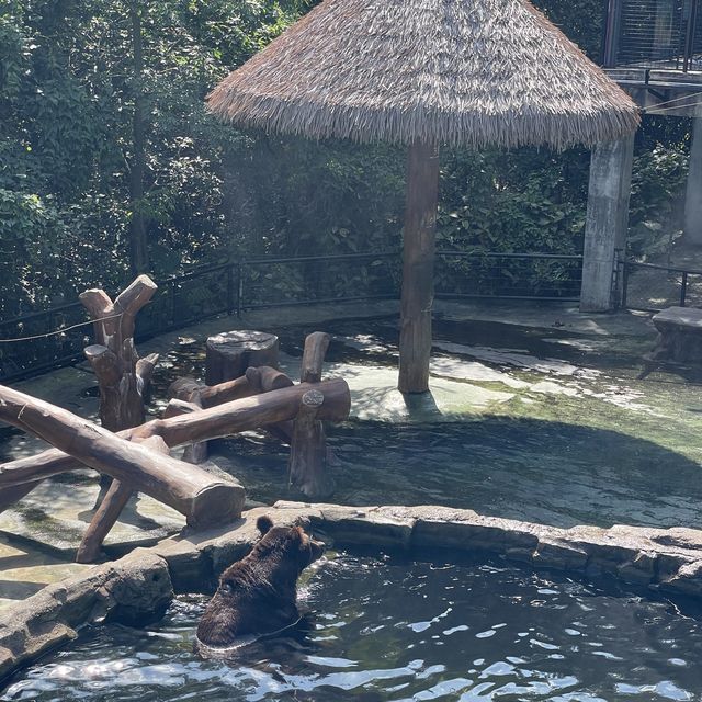 深圳野生動物園👍🏻餵長頸鹿🦒初體驗😌福田30分鐘距離