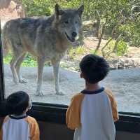 【 近距離親親小動物。神戶動物王國 】