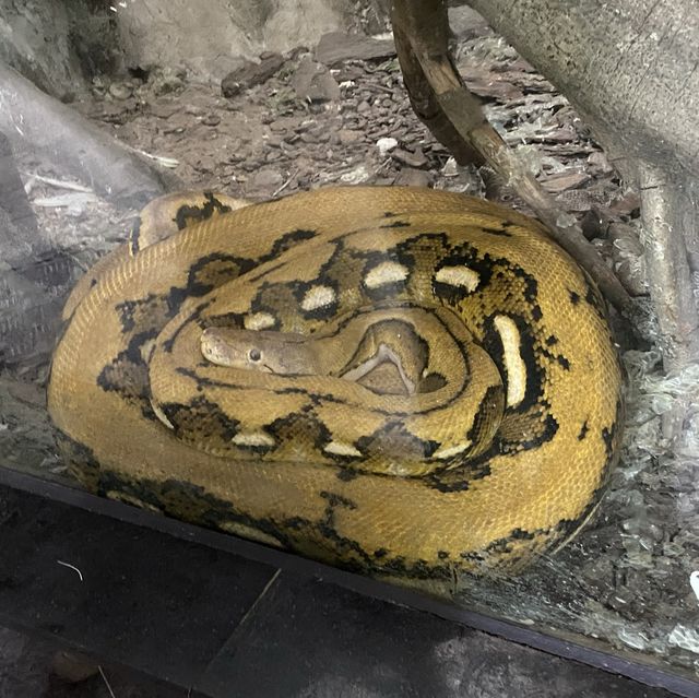 包羅萬有的重慶動物園