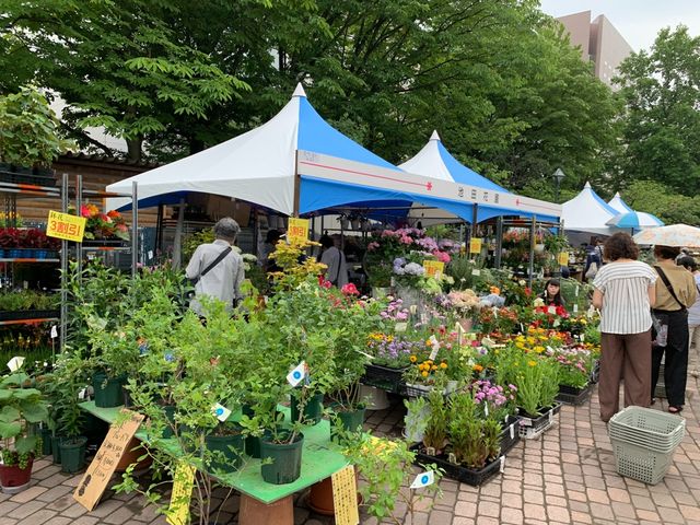 札幌　札幌観光　今がベストシーズン！初夏の札幌　花フェスタ！