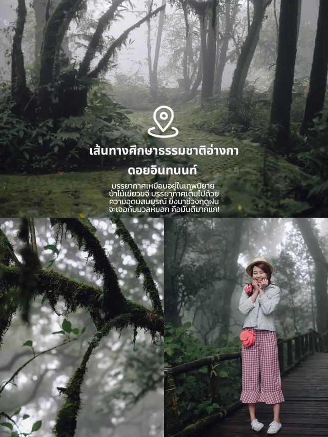 เที่ยวดอยอินฯเชียงใหม่หน้าฝน ได้ฟีลมาก☔️