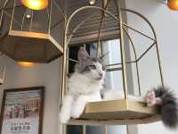 猫カフェMOCHA @原宿🐈
