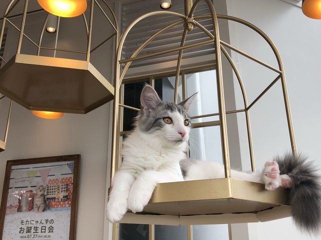 猫カフェMOCHA @原宿🐈