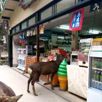 Exploring Nara With Adorable Deers - Nara Park