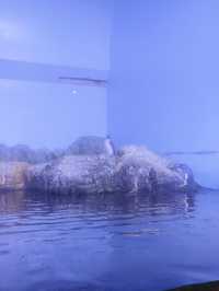 橫濱八景島海島樂園,好玩一天遊