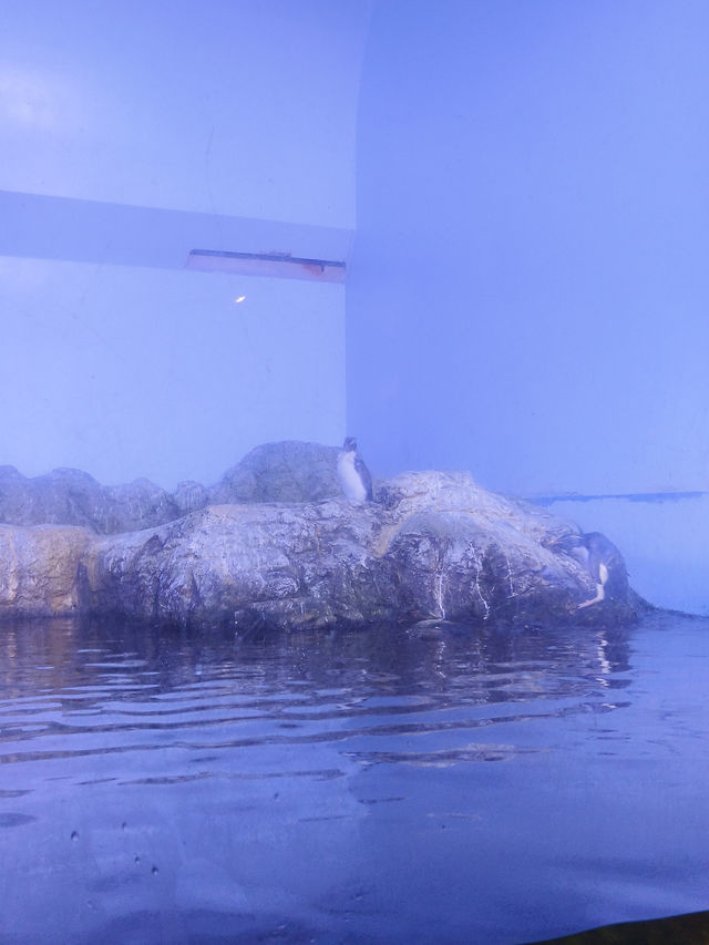 橫濱八景島海島樂園,好玩一天遊