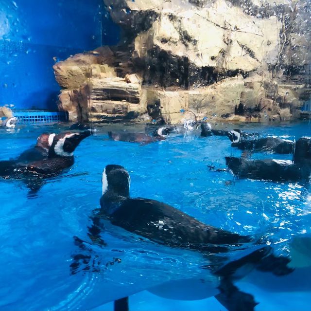 桃園｜🐧💙可愛企鵝篇📍 Xpark