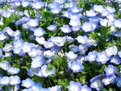 Full blooming Nemophilia flower | Trip.com Hitachinaka