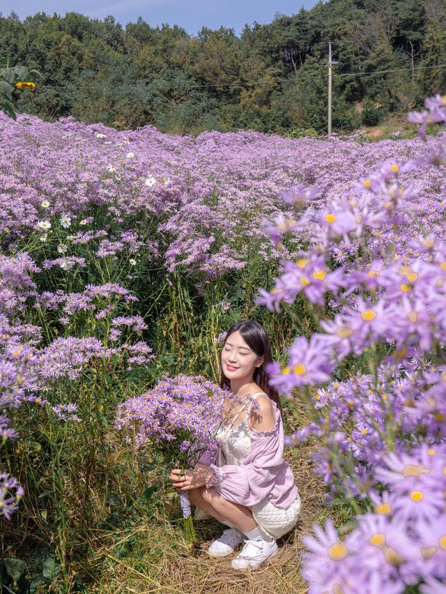 보라보라한 개미취꽃으로 가득찬 봉천사