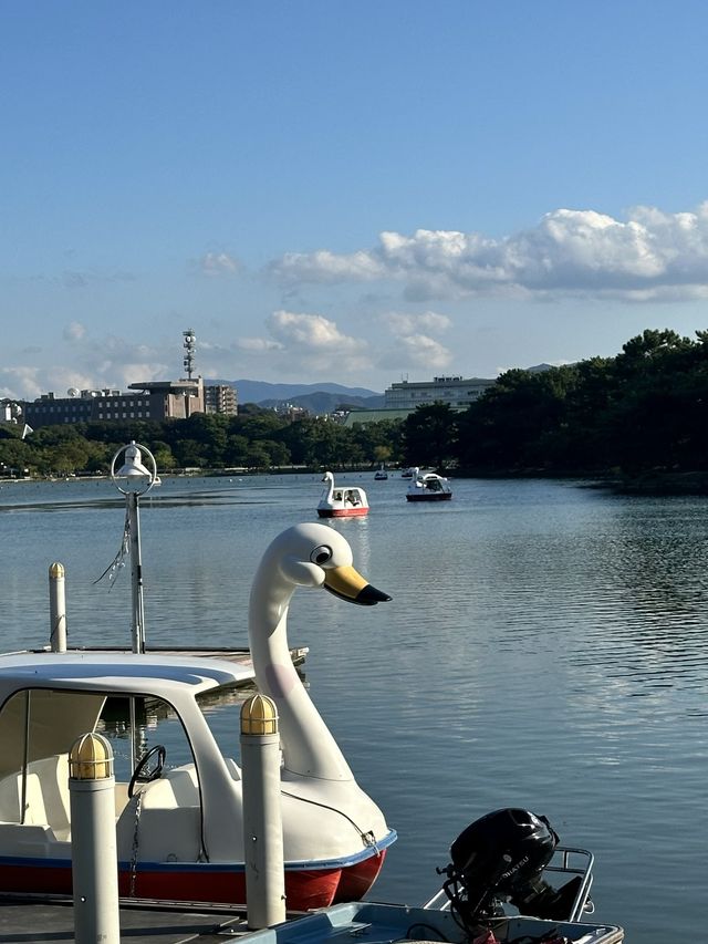 후쿠오카 필수 여행코스, 오호리공원 🐤