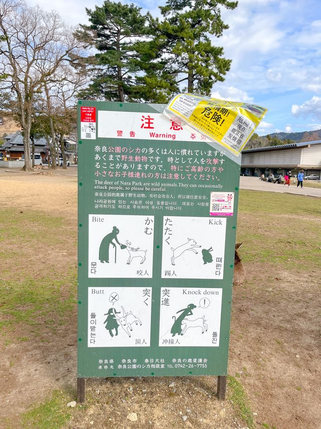 특별한 일본여행을 즐길 수 있는 사슴공원🦌