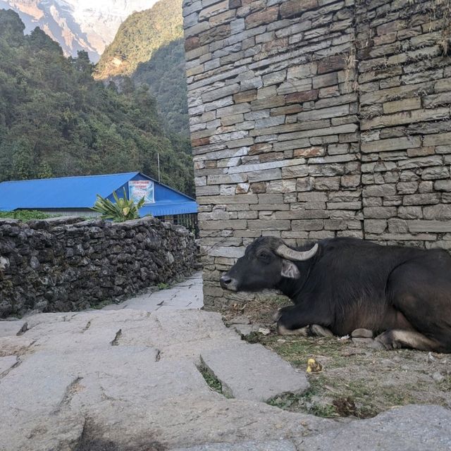 Mountains, Buffaloes and Propane Bottles!