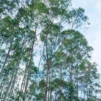 請注意！政府全新觀光休閒景點！T·PARK，源·區！