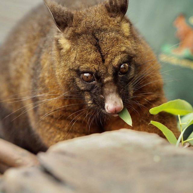 Caversham Wildlife Park - Perth, Australia