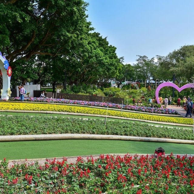 大埔海濱公園繡球花一樣咁燦爛👍👍👍